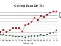 Calving Ease, not just for heifers.